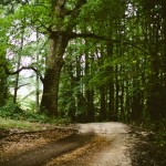 Chemin forestier