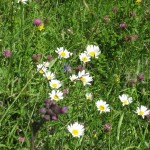 Fleurs de montagne